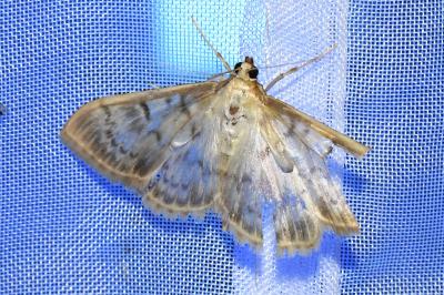 <i>Patania ruralis</i>