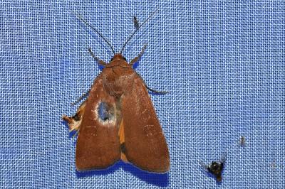 <i>Noctua comes</i>