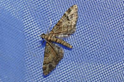 <i>Gymnoscelis rufifasciata</i>