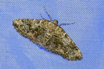 <i>Cleorodes lichenaria</i>