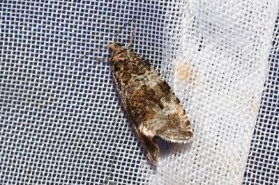 <i>Orthotaenia undulana</i>