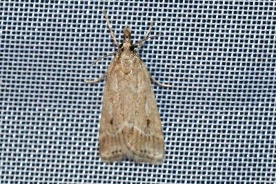 <i>Eudonia pallida</i>