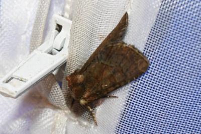 <i>Oligia</i>
