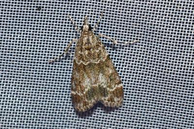 <i>Eudonia mercurella</i>
