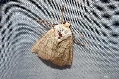 <i>Charanyca trigrammica</i>