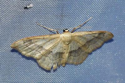 <i>Idaea aversata</i>
