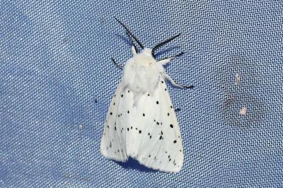 <i>Spilosoma lubricipeda</i>