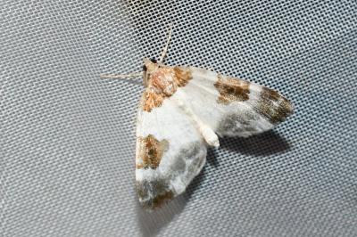 <i>Plemyria rubiginata</i>