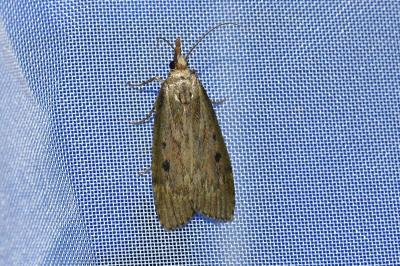 <i>Aphomia sociella</i>