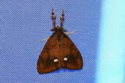 <i>Orgyia antiqua</i>