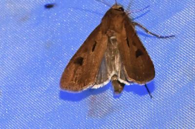 <i>Agrotis exclamationis</i>