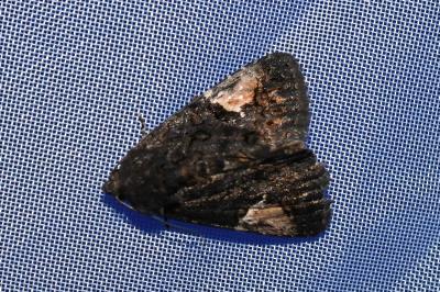 <i>Aedia funesta</i>