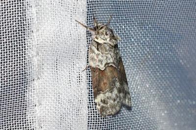 <i>Nycteola siculana</i>
