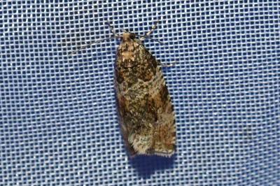 <i>Celypha lacunana</i>