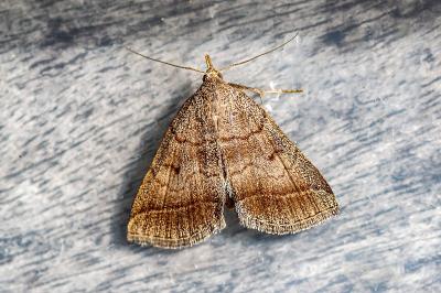 <i>Zanclognatha lunalis</i>