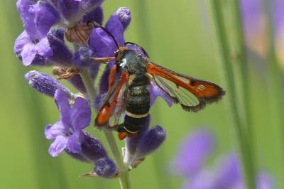 <i>Pyropteron chrysidiforme</i>