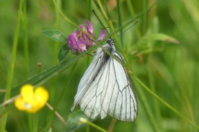 <i>Aporia crataegi</i>