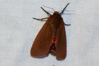 <i>Phragmatobia fuliginosa</i>