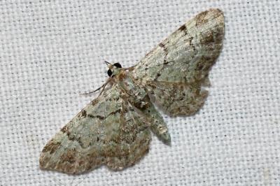 <i>Pasiphila rectangulata</i>