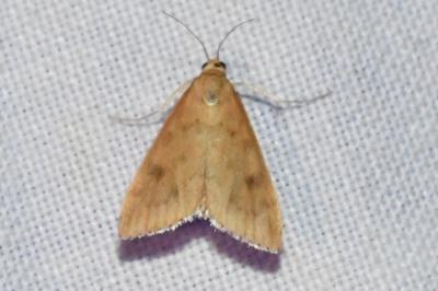 <i>Udea ferrugalis</i>