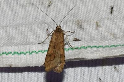 <i>Nomophila noctuella</i>
