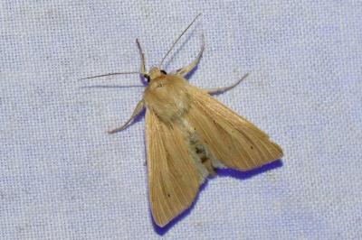 <i>Mythimna pallens</i>