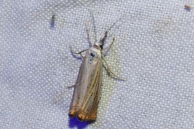 <i>Chrysoteuchia culmella</i>