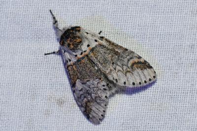 <i>Furcula furcula</i>