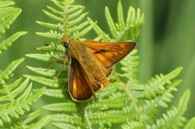 <i>Ochlodes sylvanus</i>