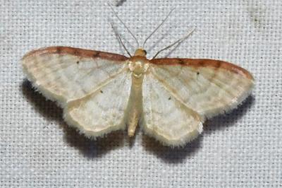 <i>Idaea humiliata</i>