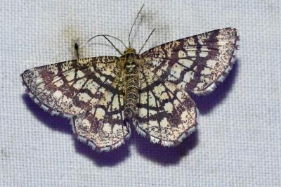 <i>Chiasmia clathrata</i>