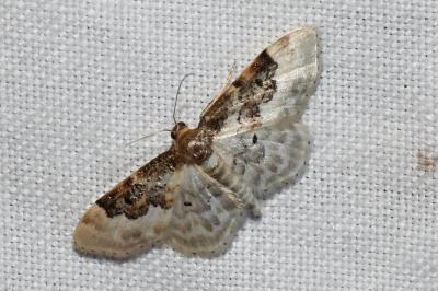 <i>Idaea rusticata</i>