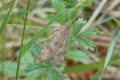 <i>Nomophila noctuella</i>