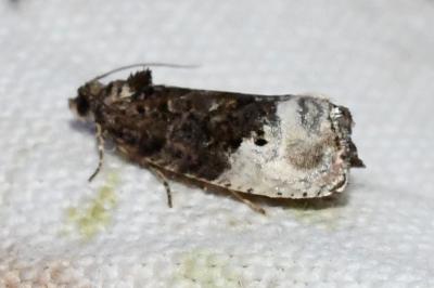 <i>Hedya nubiferana</i>