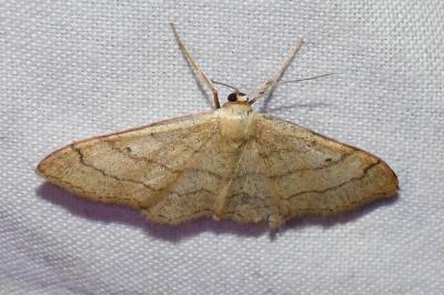<i>Idaea aversata</i>