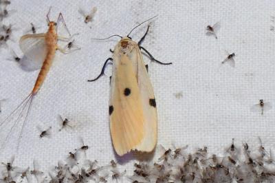<i>Lithosia quadra</i>