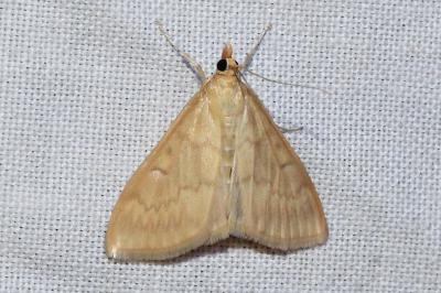 <i>Ostrinia nubilalis</i>