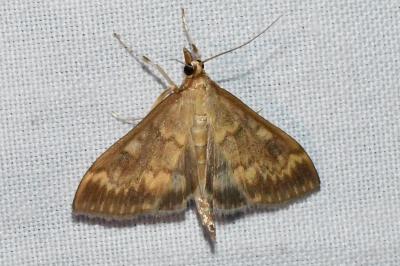 <i>Ostrinia nubilalis</i>