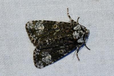 <i>Craniophora ligustri</i>