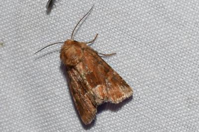 <i>Oligia</i>