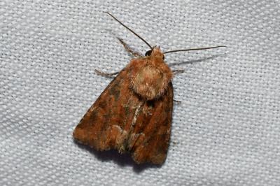 <i>Oligia</i>