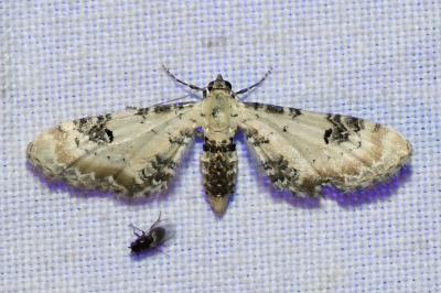 <i>Eupithecia centaureata</i>