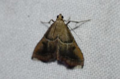 <i>Endotricha flammealis</i>