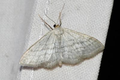 <i>Idaea subsericeata</i>