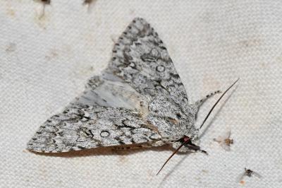 <i>Acronicta aceris</i>