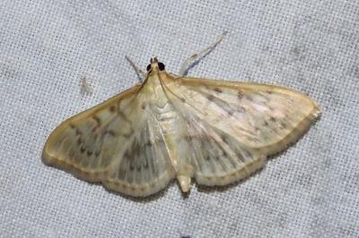 <i>Patania ruralis</i>