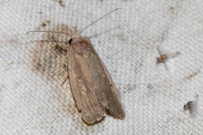 <i>Proxenus hospes</i>