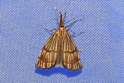 <i>Chrysocrambus linetella</i>