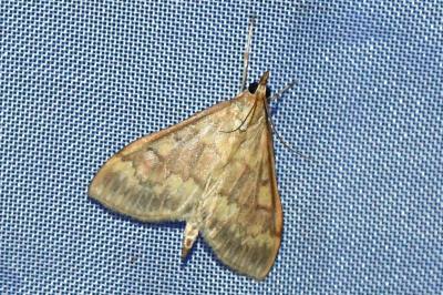 <i>Ostrinia nubilalis</i>