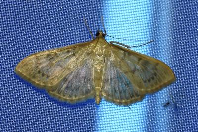<i>Patania ruralis</i>